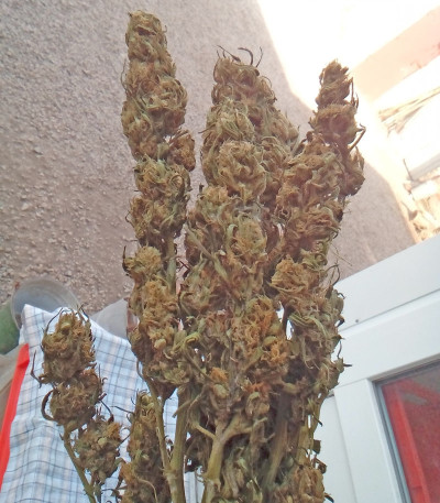 Семена сорта Lemon Kush fem (Female Seeds)