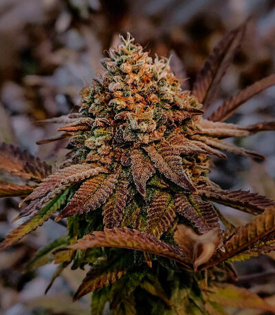 Семена сорта Mandarin Cookies R3 fem (Ethos Genetics)