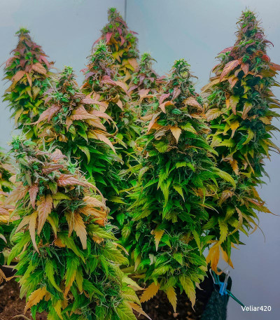 Семена сорта Dos-Vi-Dos Auto fem (Семяныч)