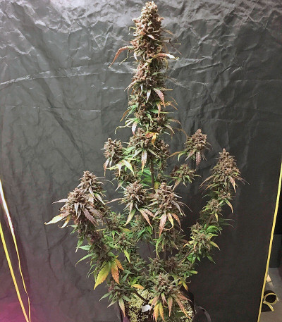 Семена сорта Dark Devil Auto fem (Sweet Seeds)