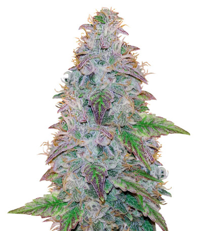 Семена сорта Watermelon Zkittlez fem (Pyramid Seeds)