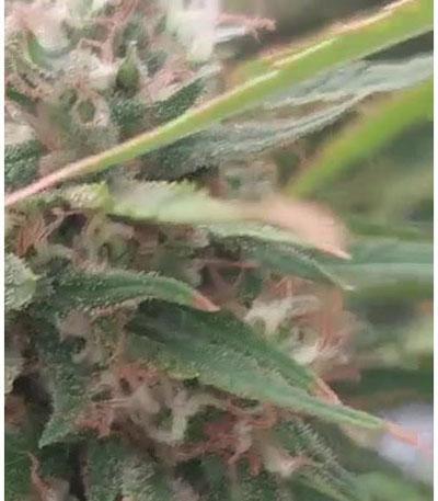 Семена сорта Y Griega fem