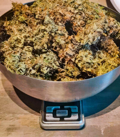 Семена сорта Also Know 47 Autoflower fem (Seedkeepers)