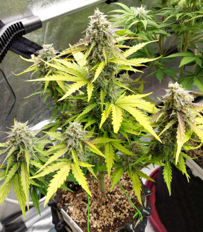 Семена сорта Auto Blueberry fem (Dutch Passion)