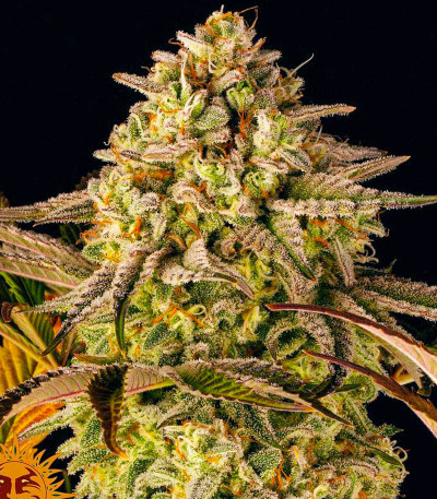 Семена сорта Blue Sunset Sherbert fem