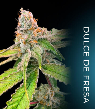 Семена сорта Dulce Dreams fem