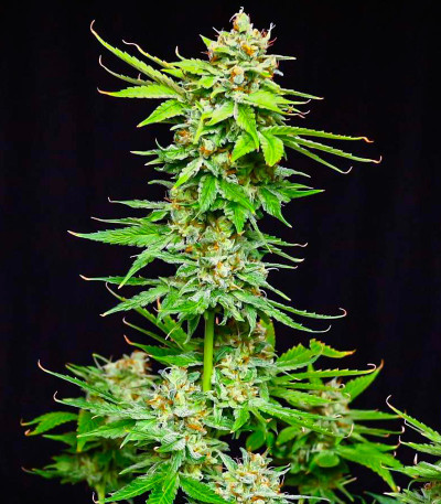 Семена сорта Peanut Butter OGKB fem (Original Sensible Seeds)