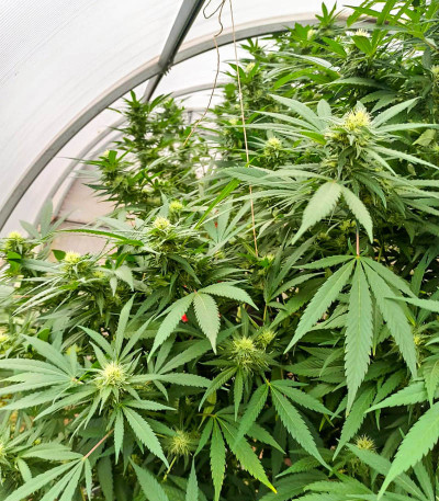 Семена сорта Afghan Kush fem (Семяныч)