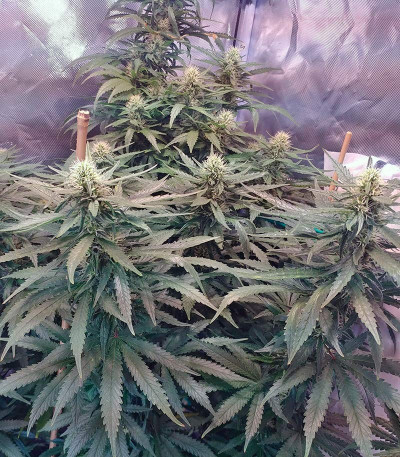 Семена сорта Jack 47 fem (Sweet Seeds)