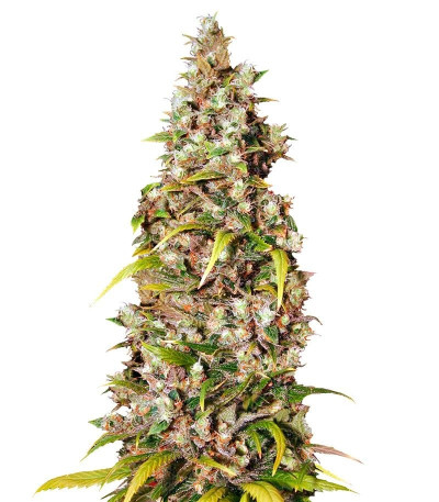 Семена сорта Monster fem (Eva Seeds)
