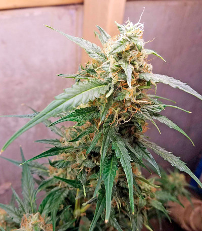 Семена сорта Auto Chocolate Skunk fem (00 Seeds)