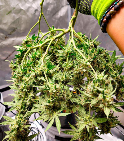 Семена сорта конопли Black Widow