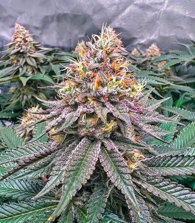 Семена сорта Booberry Cookies RBX fem (Ethos Genetics)