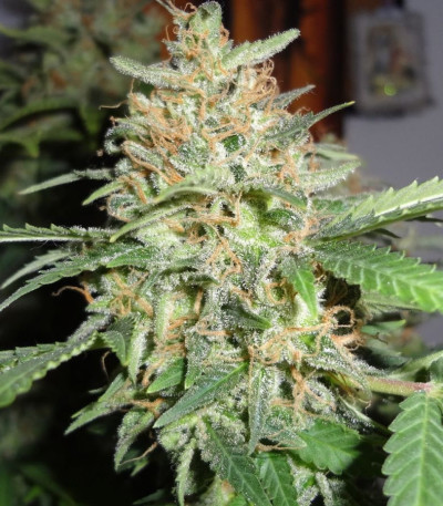 Семена сорта BubbleGummer fem (Female Seeds)