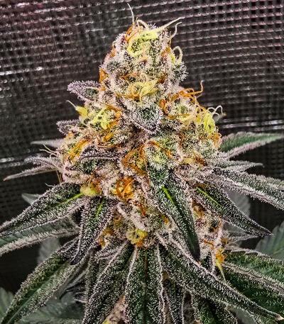 Семена сорта Gator Breath fem (7CH American)