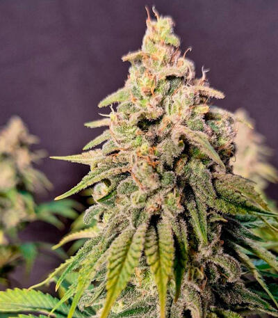 Семена сорта Gorilla Glue × Lemon Haze (7CH Seeds & Cali Buds Seeds)