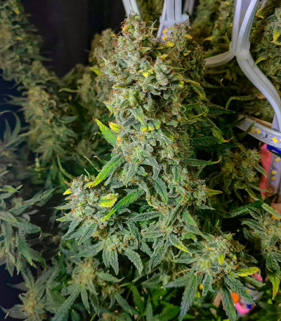 Семена сорта Grape Kong Auto fem от Семяныча