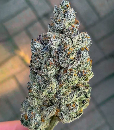 Семена сорта Marshmallow OG fem (Compound Genetics)