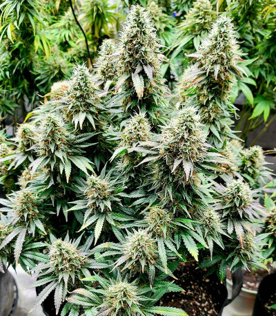 Семена сорта Power Plant X fem (Семяныч)