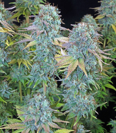 Семена сорта Serious Happiness fem (Serious Seeds)
