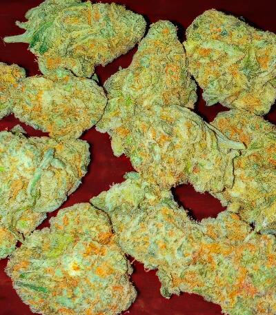 Семена сорта Ultimate Lemon Haze Auto fem (Семяныч)
