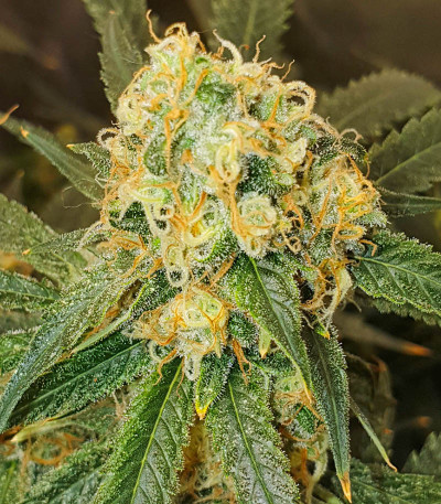 Семена сорта Afghan Kush fem (Семяныч)