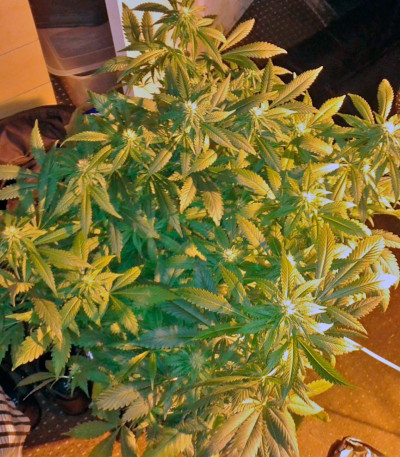 Семена сорта Big Bang fem (Green House Seeds)