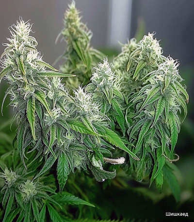 Семена сорта Wedding Cake fem (Семяныч)