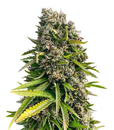 Семена сорта Afghanka Auto fem (Семяныч)