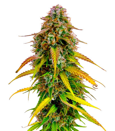 Семена сорта Auto Bruce Banner XXL fem (Advanced Seeds)
