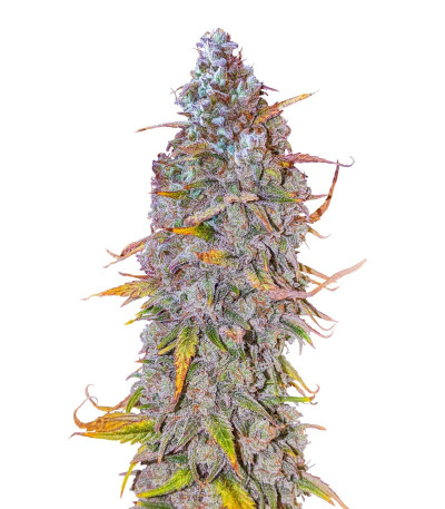 Семена сорта HighCloudZ Auto fem от Green House Seeds