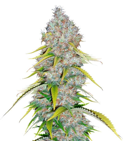 Семена сорта Excalibur fem