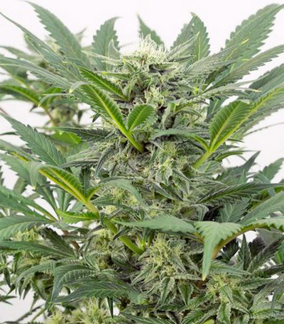 Семена сорта Dinamex Autoflowering fem