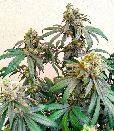 Семена сорта Gorilla fem (00 Seeds)