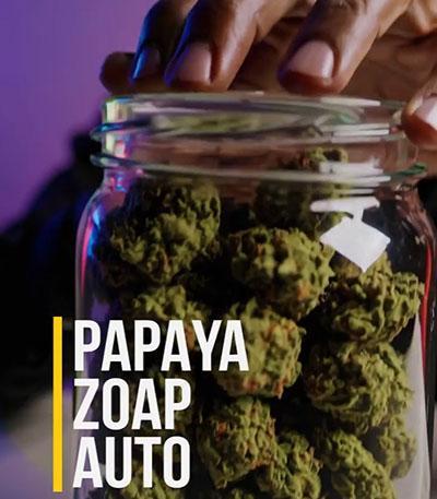 Семена сорта Papaya Zoap Auto fem (Sweet Seeds)