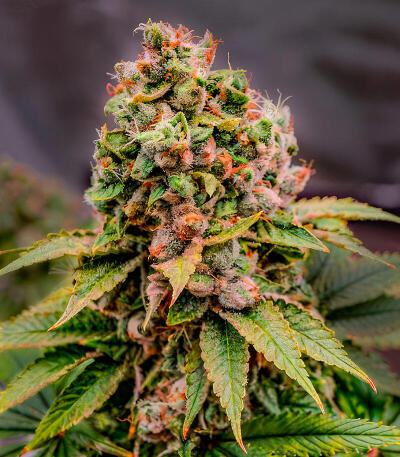 Семена сорта 50 Dragons fem (UKHTA)