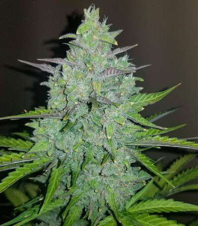 Семена сорта Original Auto Cheese fem (FastBuds)