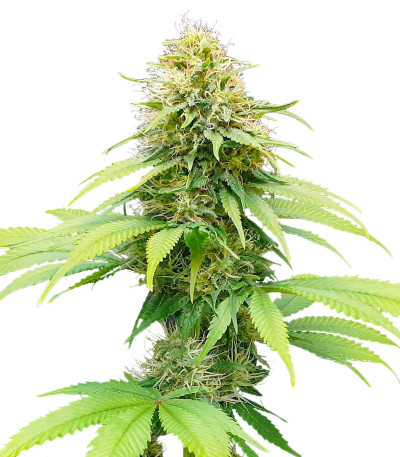 Семена сорта Auto CBG-Force fem (Dutch Passion)