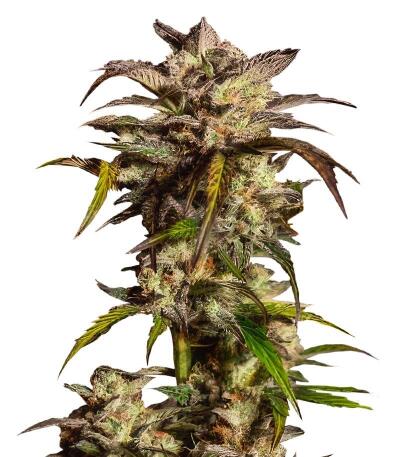 Семена сорта Ultimate Lemon Haze Auto fem (Семяныч)