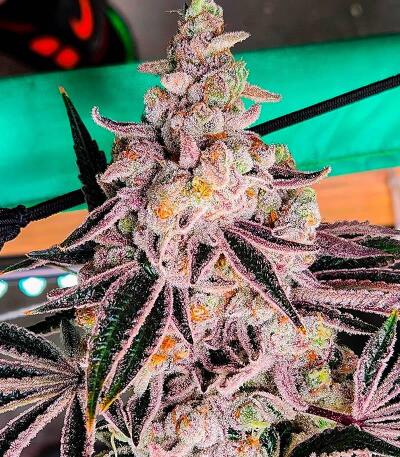 Семена сорта LEMON CHERRY GELATO AUTO R3 fem (Ethos Genetics)