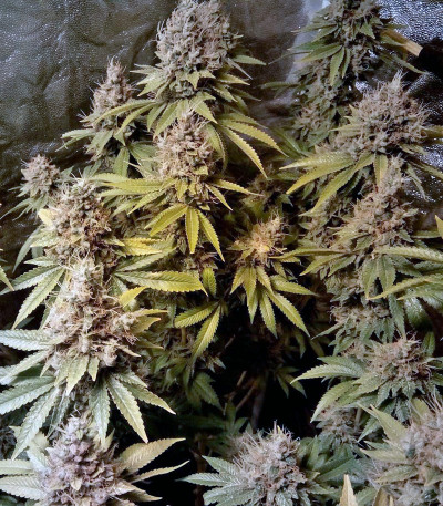 Семена сорта LSD fem (Barney's Farm)