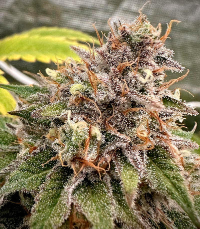 Семена сорта Shawty R1 fem (Ethos Genetics)