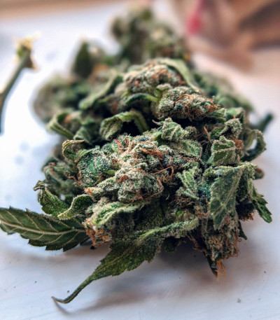 Семена сорта Gelato Auto fem (Семяныч)