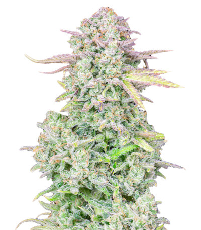 Семена сорта Original Trainwreck Auto fem (FastBuds)