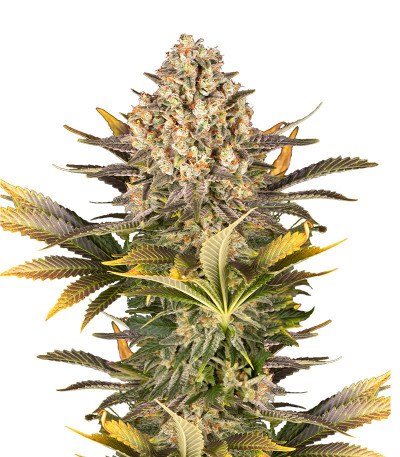 Семена сорта Banana Punch fem (Barney's Farm)