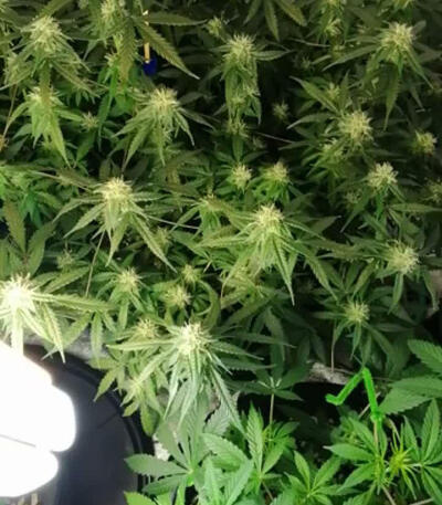 Семена сорта Fruit Punch Auto fem (Heavyweight Seeds)