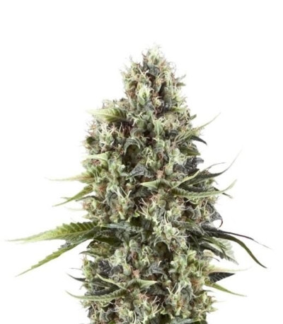 Семена сорта Chocolate Haze fem (Royal Queen Seeds)