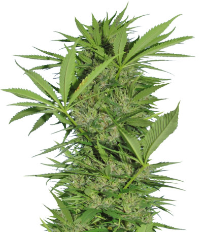 Семена сорта Easy Sativa fem (Female Seeds)