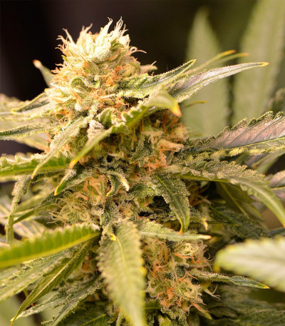 Семена сорта Black Dream fem (Eva Seeds)