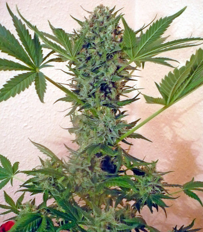 Семена сорта Chrystal fem (Nirvana Seeds)